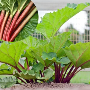 Rhubarb Plants Live - Pack of 2 - Red Stalks - Hardy Perennial Vegetable