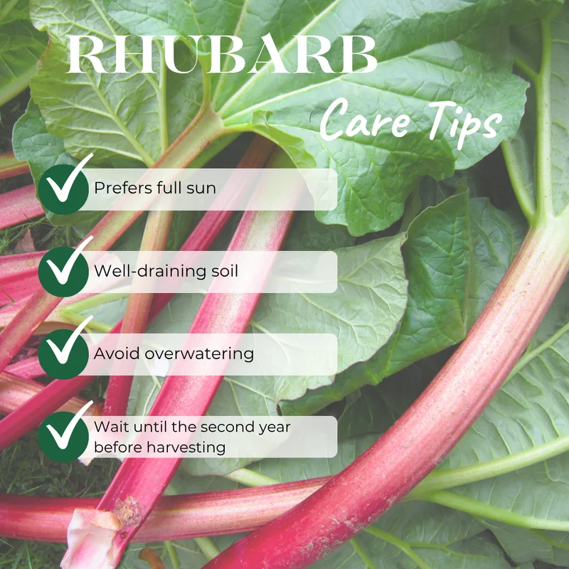 Rhubarb Plants Live - Pack of 2 - Red Stalks - Hardy Perennial Vegetable