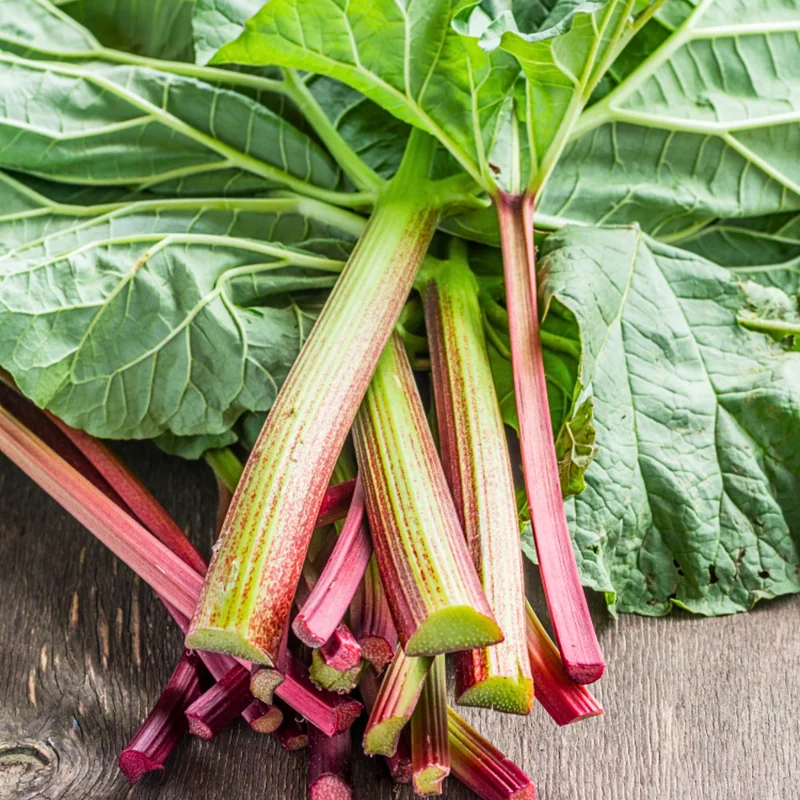 Rhubarb Plants Live - Pack of 2 - Red Stalks - Hardy Perennial Vegetable