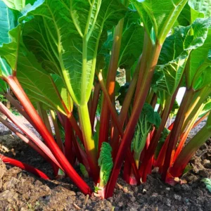 Rhubarb Plants Perennial Vegetable, Well Rooted 4-6 Inch, Crisp Red Stalks