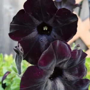 Black Petunia Plants Live, Annual Flowering Plants 3-5 Inch, Indoor/Outdoor Growing