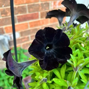 Black Petunia Plants Live, Annual Flowering Plants 3-5 Inch, Indoor/Outdoor Growing