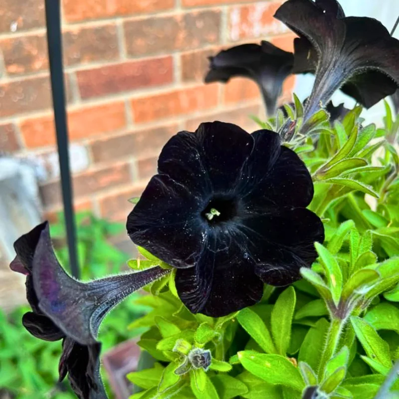 Black Petunia Plants Live, Annual Flowering Plants 3-5 Inch, Indoor/Outdoor Growing