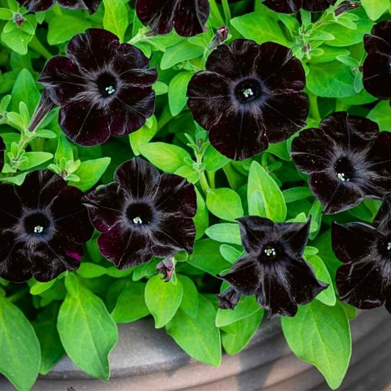 Black Petunia Plants - 2 Pots of Vibrant Black Flowers, 3-5 Inches