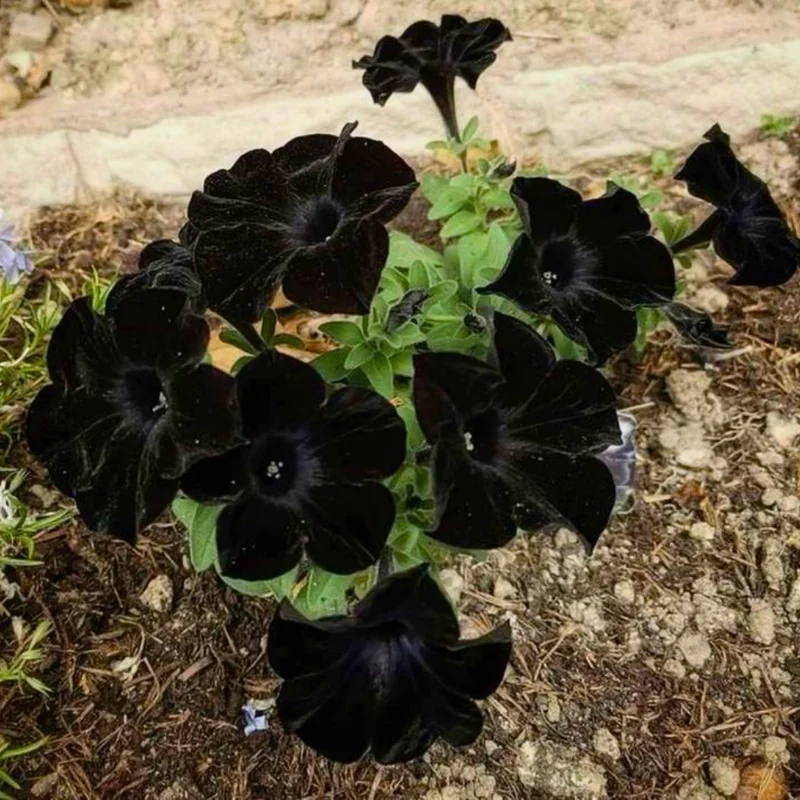 Black Petunia Plants - 2 Pots of Vibrant Black Flowers, 3-5 Inches