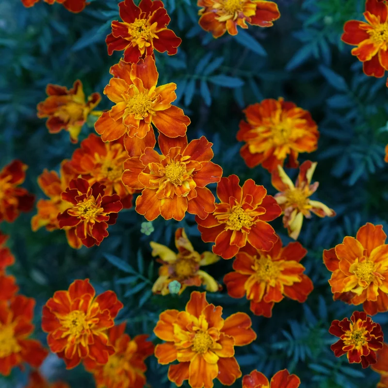 Marigold Flower Plant Mix - Vibrant Orange Yellow, 3-5 Inches, Well Rooted
