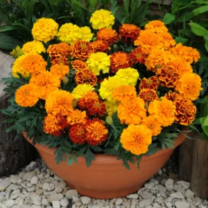 Marigold Flower Plant Mix - Vibrant Orange Yellow, 3-5 Inches, Well Rooted