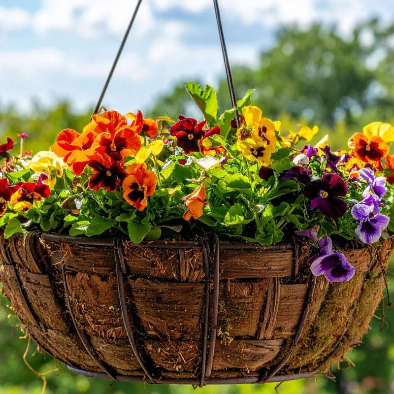 Mix Pansy Plants Set of 3, Cool-Season Annuals, 3-5 Inches, Assorted Colors, Live Plants