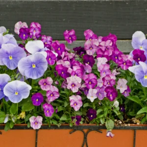 Mix Pansy Plants Set of 3, Cool-Season Annuals, 3-5 Inches, Assorted Colors, Live Plants
