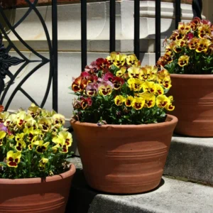 Mix Pansy Plants 4 Inch Pot Set - Hardy Cool-Season Annual Blooms Outdoor Garden