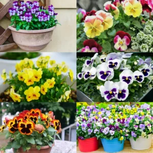 Mix Pansy Plants 4 Inch Pot Set - Hardy Cool-Season Annual Blooms Outdoor Garden