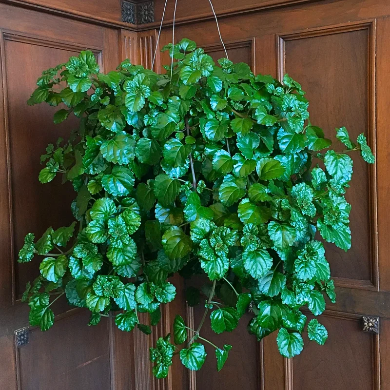 Live Ivy Plant 4'' Pot - Hardy Vine for Trellis Ground Cover Indoor Houseplant