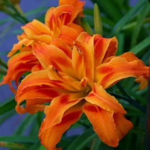 Daylily Bulbs for Planting - Reblooming Perennial Flower Roots