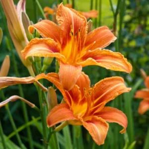 Daylily Bulbs for Planting - Reblooming Perennial Flower Roots