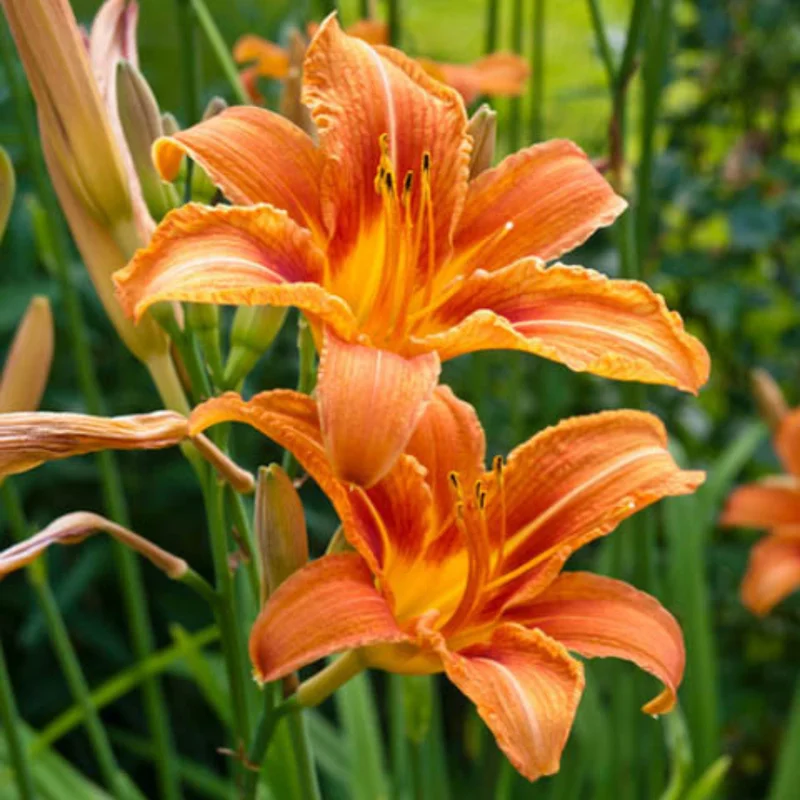 Daylily Bulbs for Planting - Reblooming Perennial Flower Roots