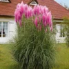 Pampas Grass Plants Live Ornamental Grass 4-8 Inches Ready to Grow