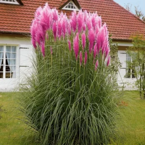 Pampas Grass Plants Live Ornamental Grass 4-8 Inches Ready to Grow