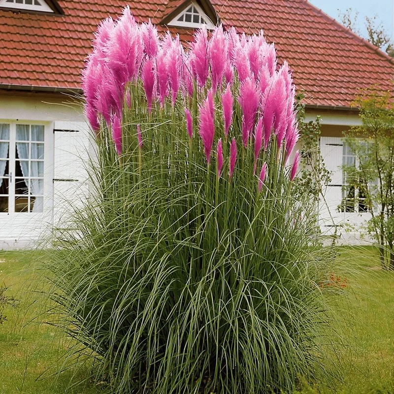 Pampas Grass Plants Live Ornamental Grass 4-8 Inches Ready to Grow