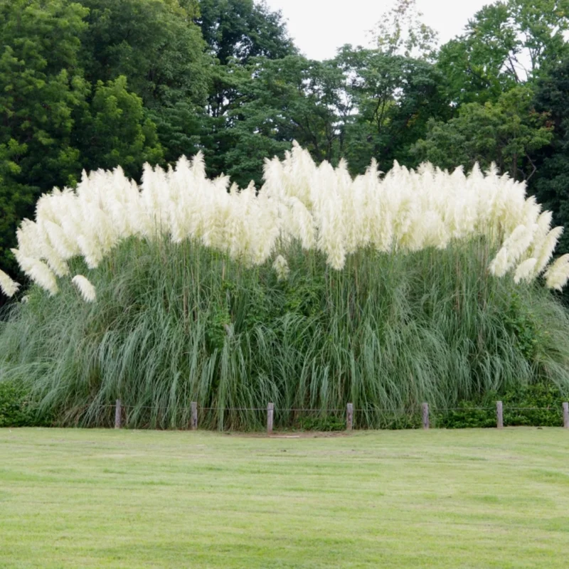 Pampas Grass Plants Live Ornamental Grass 4-8 Inches Ready to Grow