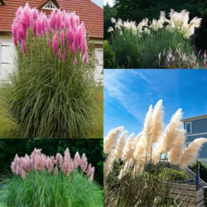 Pampas Grass Plants Live Ornamental Grass 4-8 Inches Ready to Grow