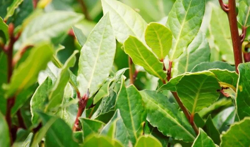 Bay Leaf Plant