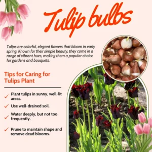Black Parrot Tulip Bulbs - 10 Medium Size Flower Bulbs for Sale