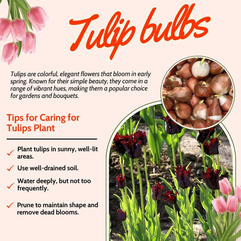 Black Parrot Tulip Bulbs - 10 Medium Size Flower Bulbs for Sale