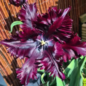 Black Parrot Tulip Bulbs - 10 Medium Size Flower Bulbs for Sale