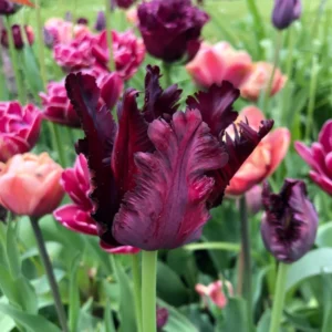 Black Parrot Tulip Bulbs - 10 Medium Size Flower Bulbs for Sale