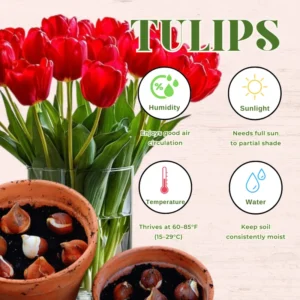Red Tulip Bulbs - Medium Size - Ready to Grow - Garden Planting