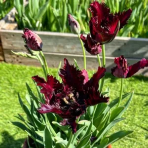 Black Parrot Tulip Bulbs Top Size - 10 Fall Planting Bulbs for Gardens