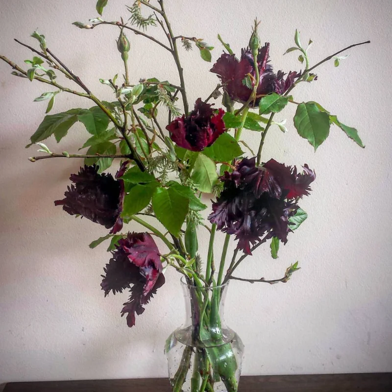 Black Parrot Tulip Bulbs Top Size - 10 Fall Planting Bulbs for Gardens