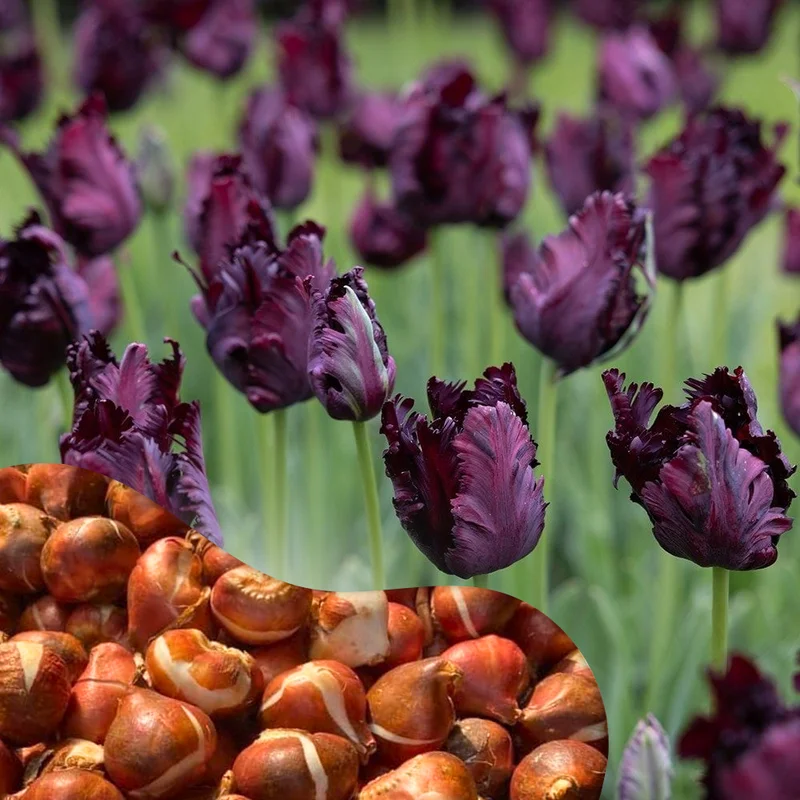 Black Parrot Tulip Bulbs Top Size - 10 Fall Planting Bulbs for Gardens