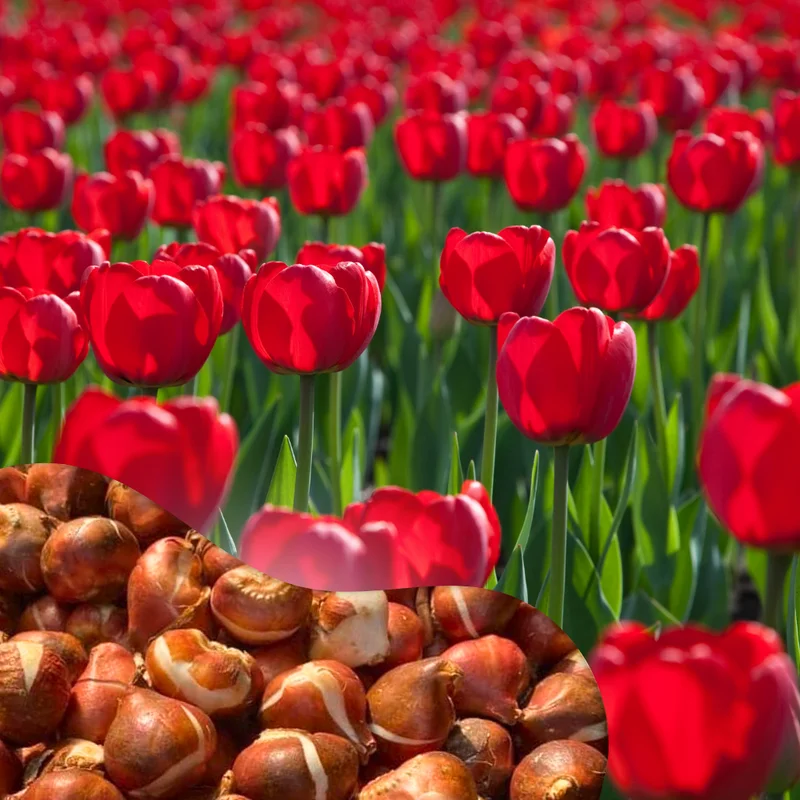Red Tulip Bulbs Top Size - 15 Fall Planting Bulbs