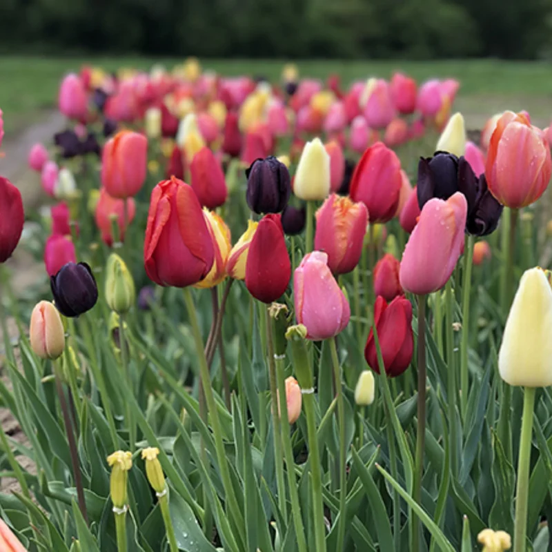 Mixed Tulip Bulbs - 20 Top Size Bulbs for Fall Planting