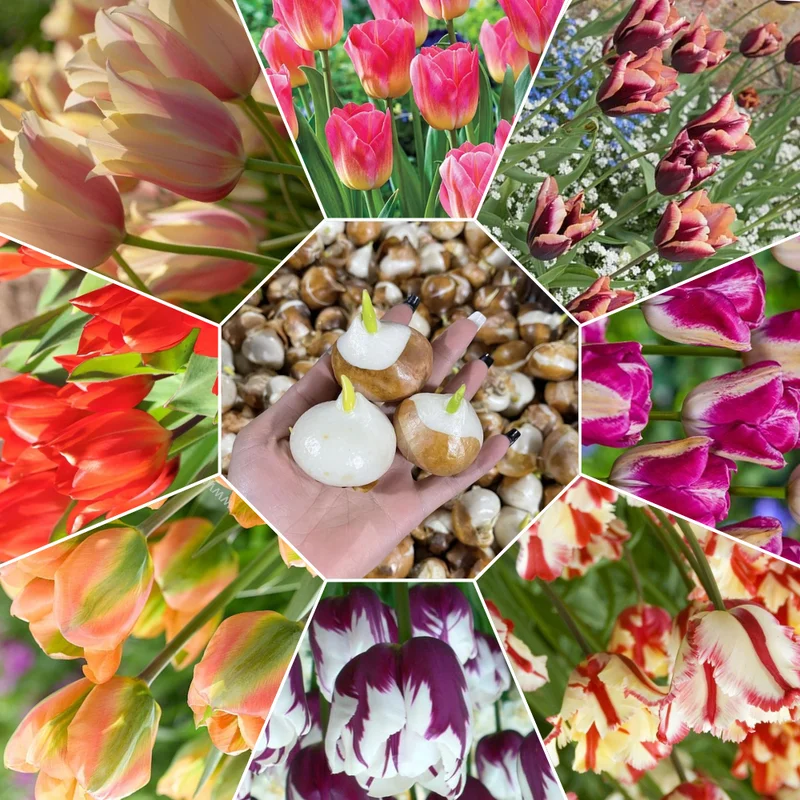 Mixed Tulip Bulbs - 20 Top Size Bulbs for Fall Planting