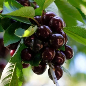 Black Cherry Tree - 2-3 Ft Hardy Fruit Tree - Ready to Plant