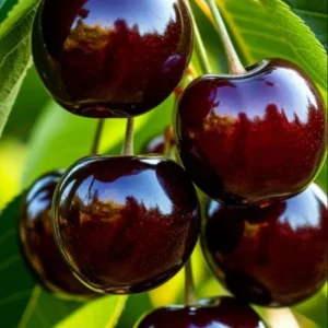Black Cherry Tree - Live Fruit Tree - 24-36 Inches - Garden Plant