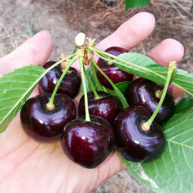 Black Cherry Tree - Live Fruit Tree - 24-36 Inches - Garden Plant