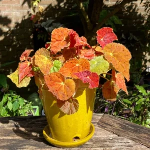 Live Begonia Plant - 4-7 Inches, Colorful Foliage, Easy-Care Houseplant