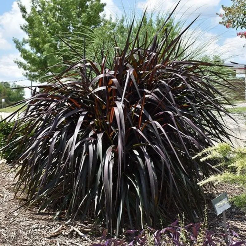 Fountain Grass Plants Live Clumps - Ornamental Landscaping Grass - 4-7 Inch Well Rooted
