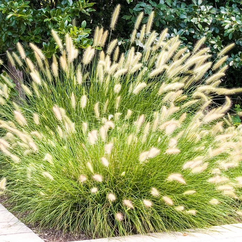 Fountain Grass Plants Live Clumps - Ornamental Landscaping Grass - 4-7 Inch Well Rooted