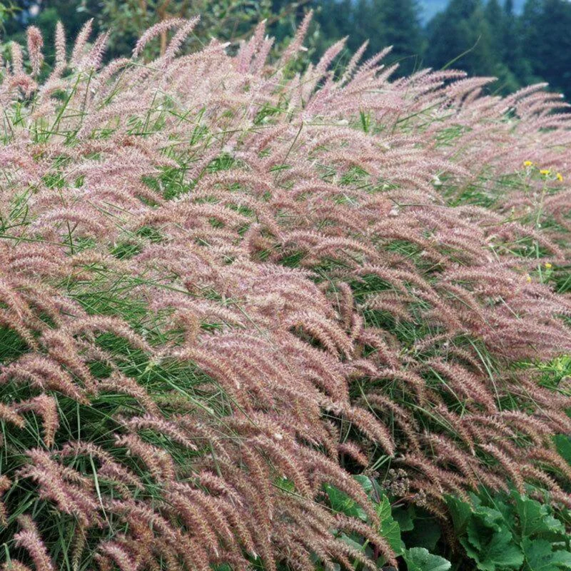 Fountain Grass Plants Live Clumps - Ornamental Landscaping Grass - 4-7 Inch Well Rooted