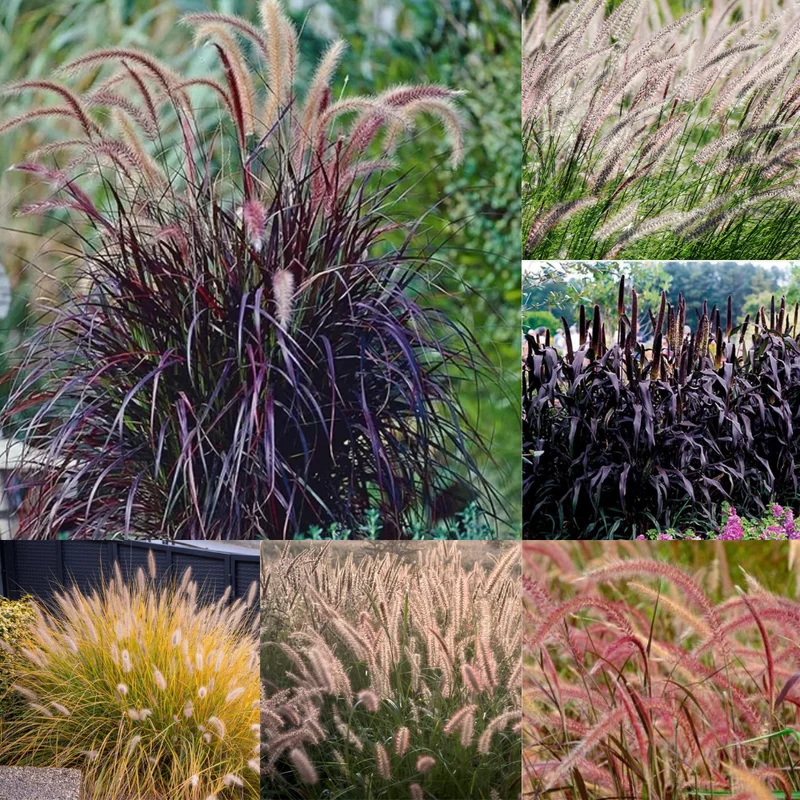 Fountain Grass Plants Live Clumps - Ornamental Landscaping Grass - 4-7 Inch Well Rooted