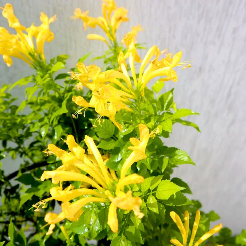 Honeysuckle Plants Live, Fragrant Climbing Vines, 4-8 Inches, Trellis & Fence Suitable
