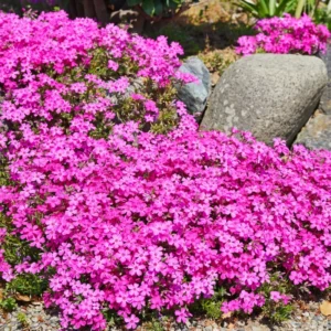 Creeping Phlox Plants Set - Hardy Perennial Ground Cover - 3-5 Inch Plugs