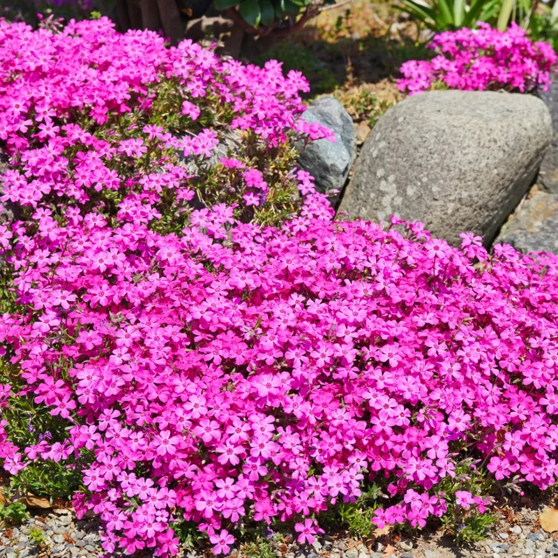 Creeping Phlox Plants Set - Hardy Perennial Ground Cover - 3-5 Inch Plugs