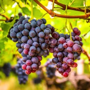 Sweet Grape Plant Live: 6-Month-Old Vine for Home Planting