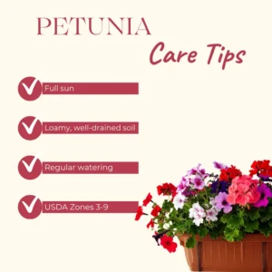 Petunia Plant Live: 2 Flower Bush, 4-8'' Tall, Colorful Blooms