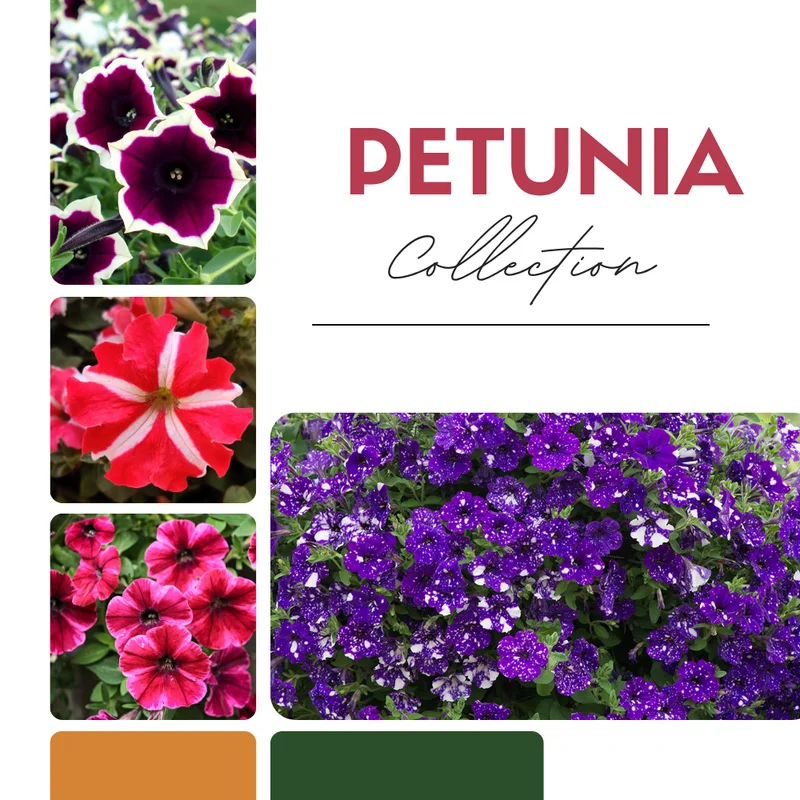 Petunia Plant Live: 2 Flower Bush, 4-8'' Tall, Colorful Blooms
